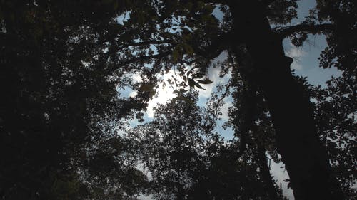树上的浓密的树叶遮住了阳光 · 免费素材视频