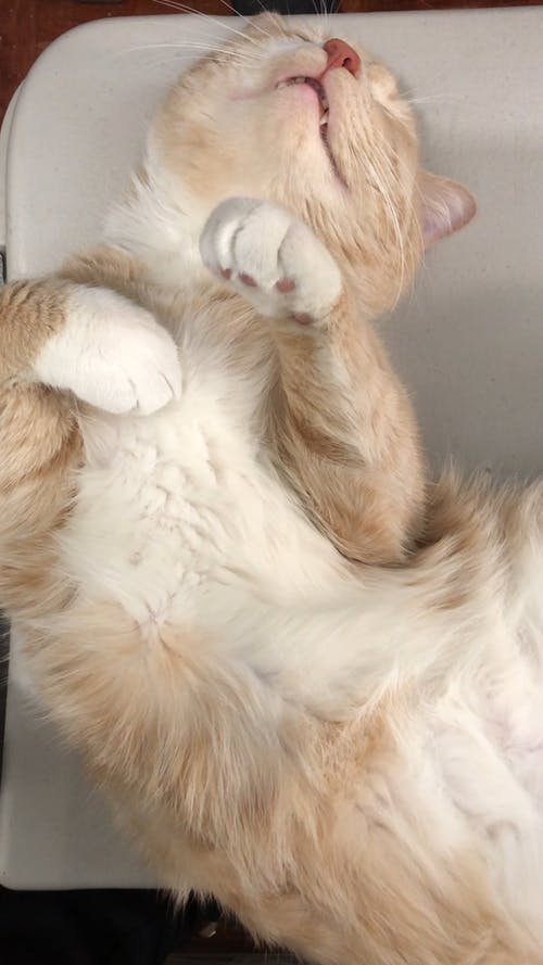 奶油米色毛茸茸的猫在它的背上睡觉的特写镜头 · 免费素材视频