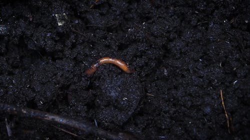 Worm堆肥土壤 · 免费素材视频