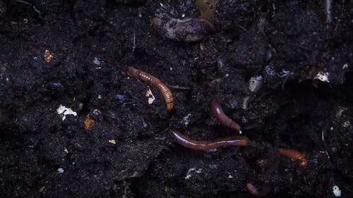 Comp在堆肥潮湿的土壤中挖洞 · 免费素材视频