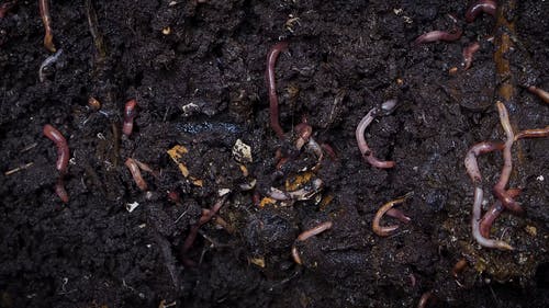 We在潮湿的堆肥土壤下挖洞 · 免费素材视频