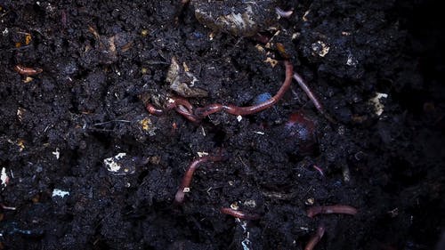 蠕虫在土壤表面爬行 · 免费素材视频