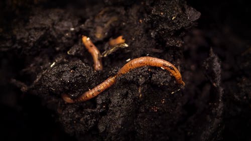 Comp堆肥土壤上挖 · 免费素材视频