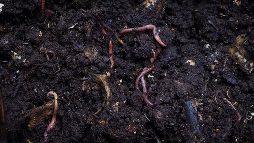 Comp和臭虫在堆肥土壤中挖 · 免费素材视频