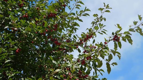 红色水果树 · 免费素材视频