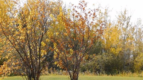 秋天的树木和叶子的颜色 · 免费素材视频