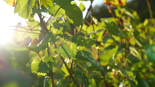 果园里的绿色植物视频 · 免费素材视频