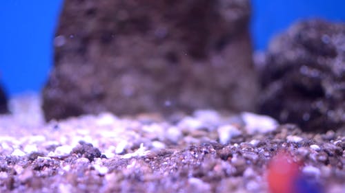 水族馆里面的小鱼的特写视图 · 免费素材视频