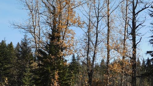 从树上掉下来的叶子象征着季节的变化 · 免费素材视频
