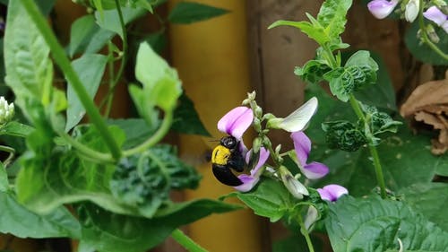昆虫在花上的特写视图 · 免费素材视频