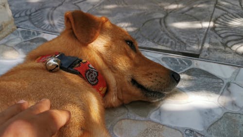 懒惰从他的午睡醒来的一只可爱的棕色狗的特写镜头 · 免费素材视频