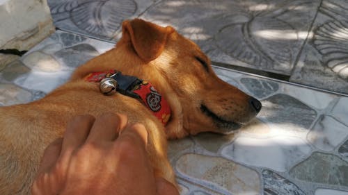 在地板上抚摸一只熟睡的狗 · 免费素材视频
