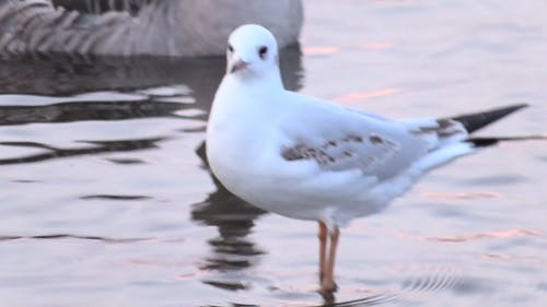 一只鸟在浅水域靠近一只灰色的天鹅涉水的特写 · 免费素材视频