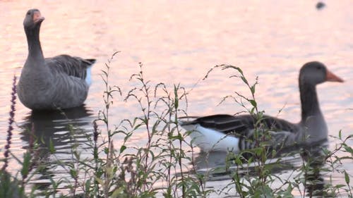 一对野鸭在池塘里戏水 · 免费素材视频