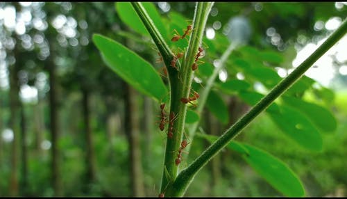 一群绿色的植物的茎周围移动的火蚁的特写镜头 · 免费素材视频