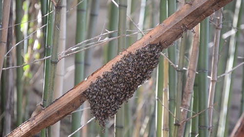一群蜂巢在靠近竹树在户外的木板上的特写镜头 · 免费素材视频