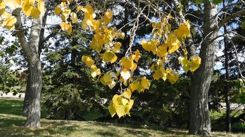树叶随着风的吹动而振动 · 免费素材视频