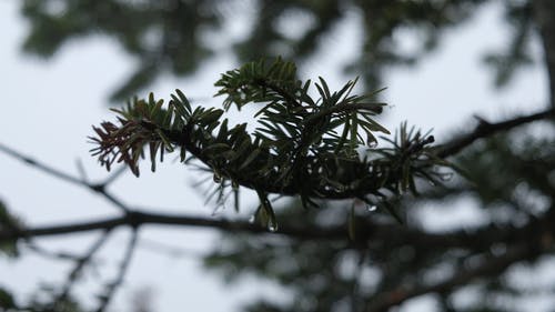 叶子与水滴的特写视图 · 免费素材视频