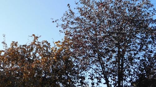 秋天的树木 · 免费素材视频