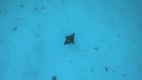 刺ray在海底移动 · 免费素材视频