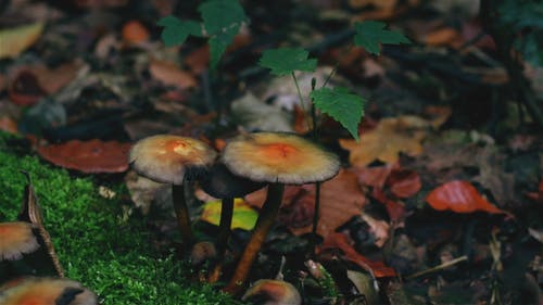 在潮湿的地面上生长的野生蘑菇 · 免费素材视频