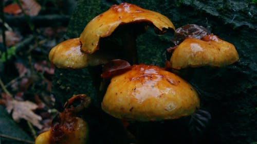 在长满苔藓的岩石上生长的野生蘑菇 · 免费素材视频