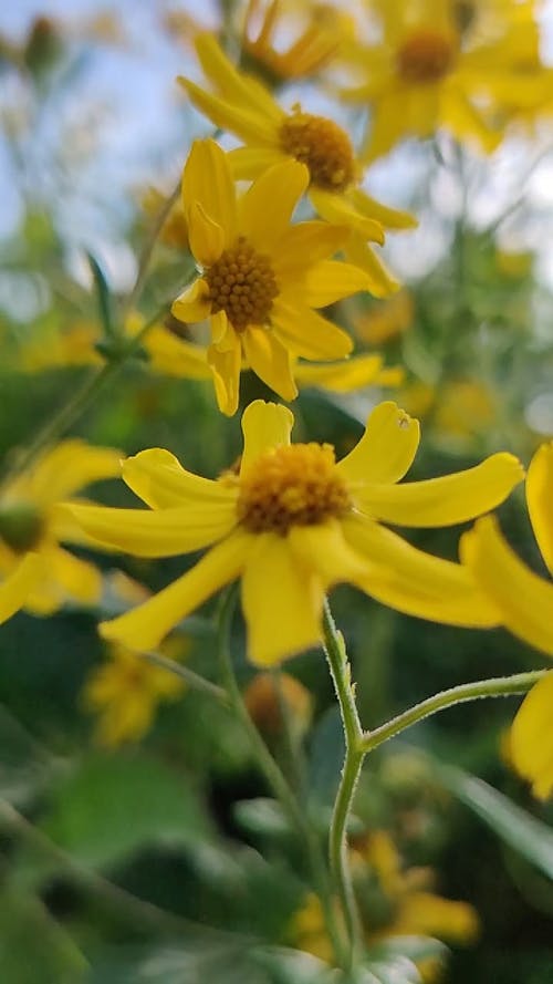 黄色的花开 · 免费素材视频