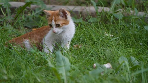 宠物小猫休息，试图在草地上捉昆虫 · 免费素材视频
