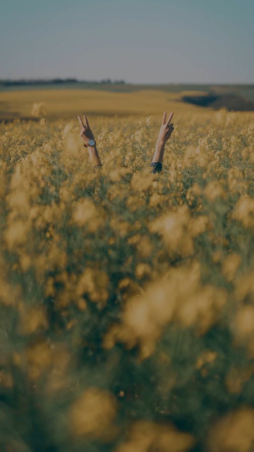 一个藏在花丛中的人举起手做和平标志 · 免费素材视频