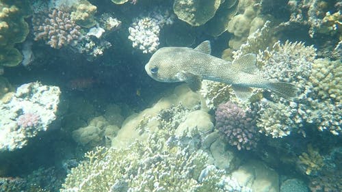 在珊瑚礁附近游泳的b鱼的慢动作镜头 · 免费素材视频