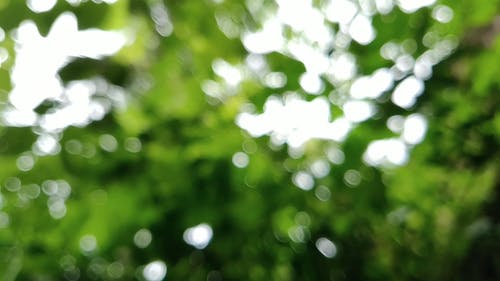 雨滴穿过一棵树的叶子的特写镜头 · 免费素材视频