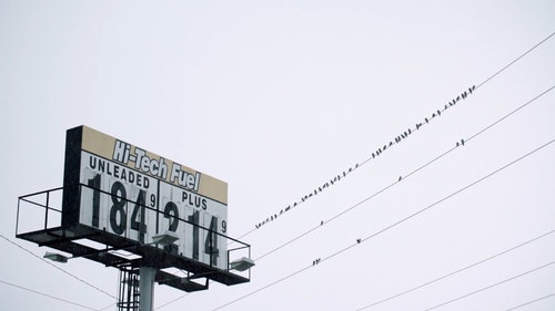 有关一群鸟,低角度拍摄,栖息的免费素材视频