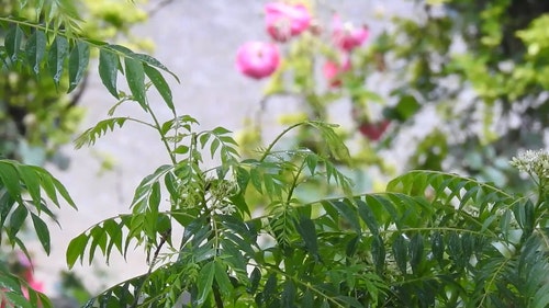 有关下雨,工厂,厂的免费素材视频