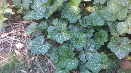 有关多云的天空,多风,天性的免费素材视频