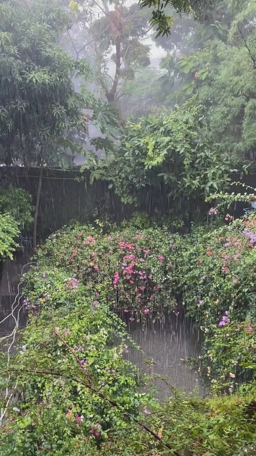 有关热带雨的免费素材视频