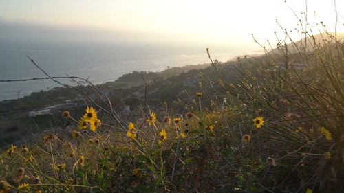 有关向日葵田,植物群,特写的免费素材视频