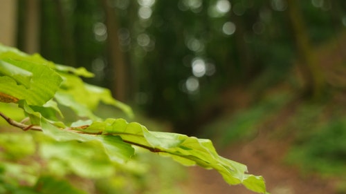 有关分公司,分枝,天性的免费素材视频