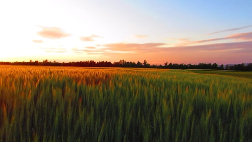 有关天性,小麦,性质的免费素材视频
