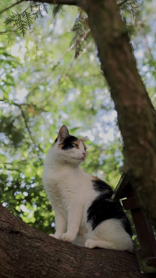 有关@户外,动物,坐的免费素材视频