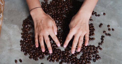 有关咖啡, 咖啡爱好者, 咖啡豆的免费素材视频