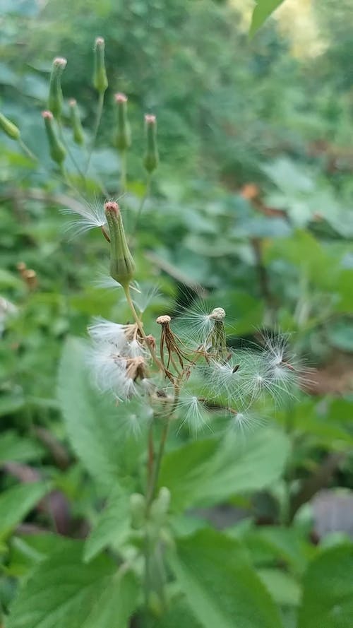 有关工厂, 户外, 植物的的免费素材视频