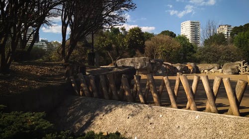 有关公园, 公寓建筑, 动物的免费素材视频