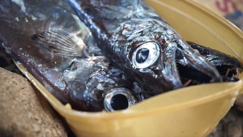 有关新鲜,特写,生的的免费素材视频