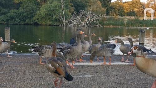 有关动物,吃,河的免费素材视频