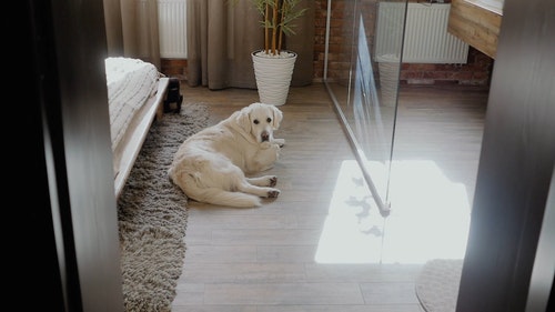 宠物狗躺在卧室的地板上 · 免费素材视频