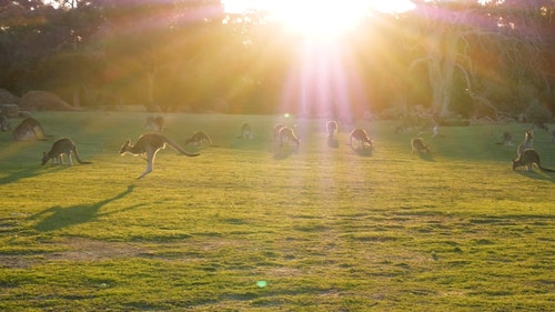 有关@户外,动物,太阳光束的免费素材视频