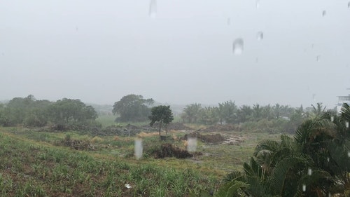 有关倾盆大雨,倾注,树木的免费素材视频