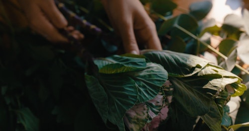 有关手,插花,植物群的免费素材视频