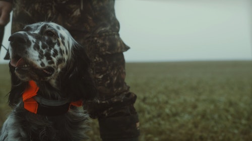 有关动物,宠物,气吁吁的的免费素材视频