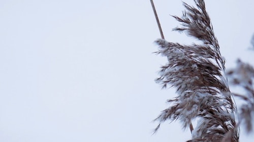 有关大雪覆盖,特写,白色背景的免费素材视频